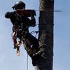 Advanced Arborist Tree Service