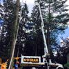 Kodiak Tree Services