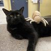 Greenboro Veterinary Clinic