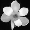 Spa Magnolia