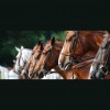 Heide Veterinary Service