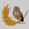 Prairie Owl Psychology & Counselling