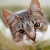Grand Valley Animal Clinic