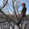 Tree Maven Tree Service