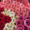 Shig's Flowers
