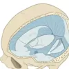 Norfolk Osteopathy