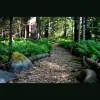 Helping Nature Heal