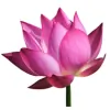 Clearheart Counselling