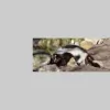 Wildlife Control Services