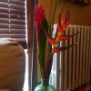 Clove Florist