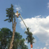 Lee's Tree Care
