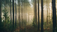 Depression Treatment