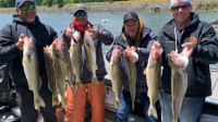 Walleye Fishing Guide